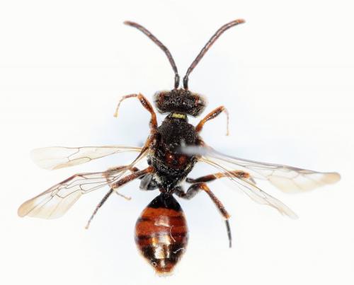 Réf. 197 367 : Nomada flavoguttata